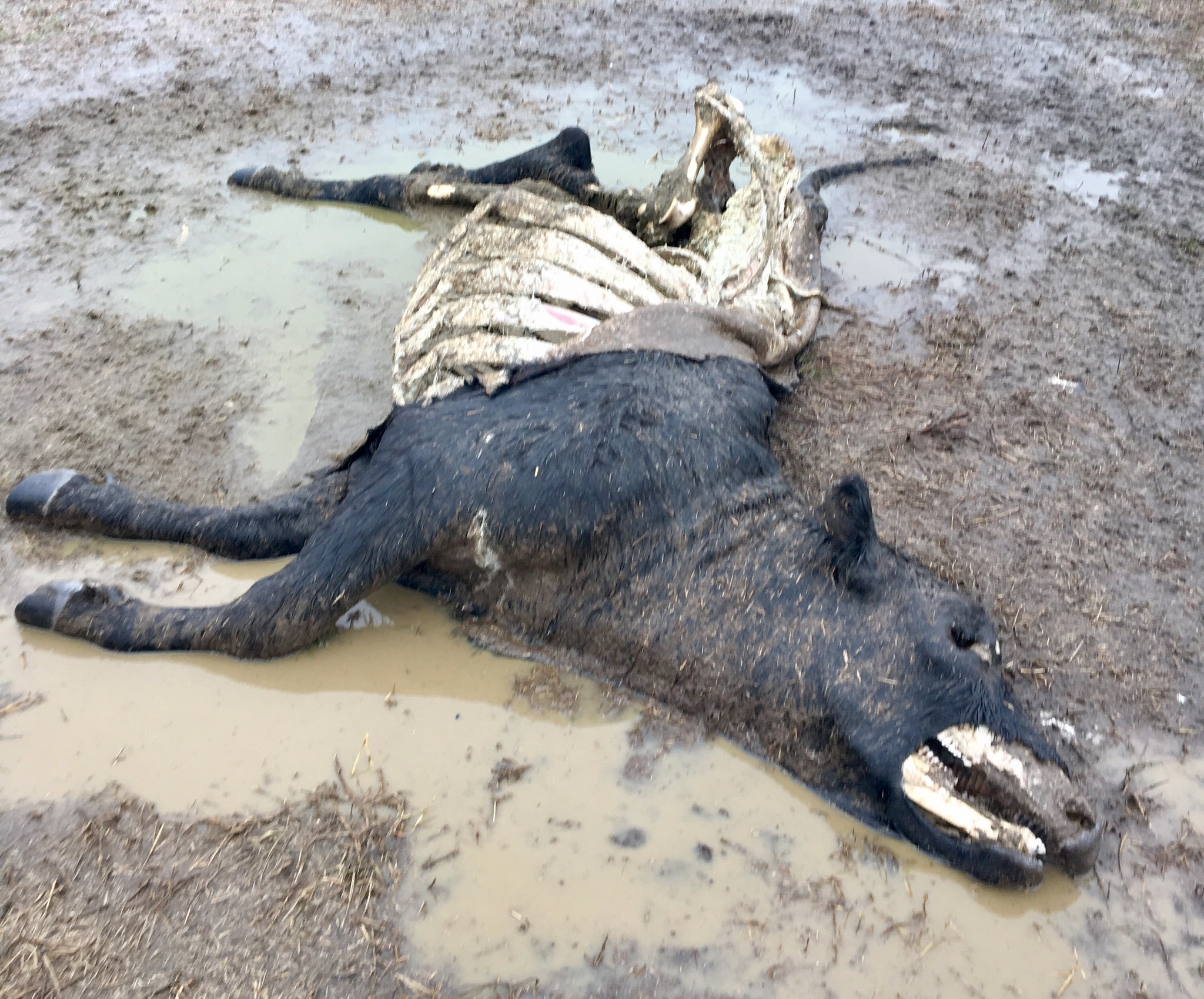 A dead black cow with rib bones and partial jaw bones showing, no eyes