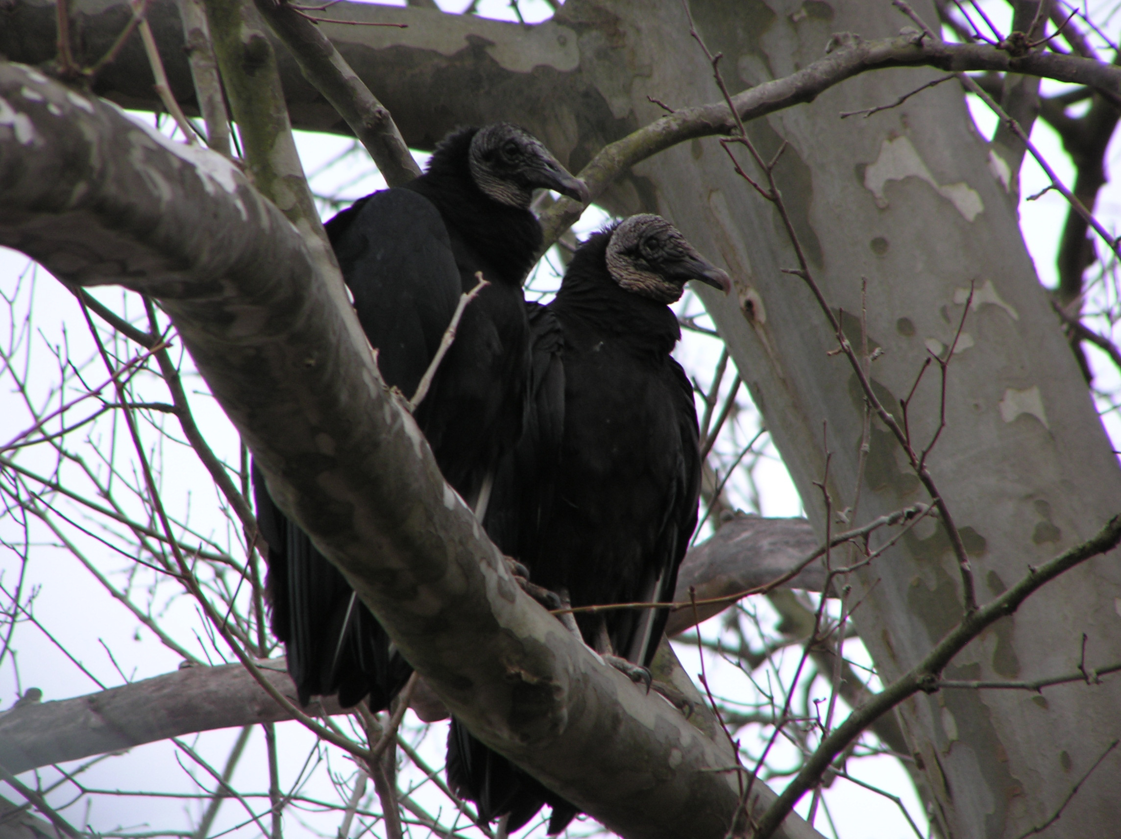 Two black vultures roosting in a tree