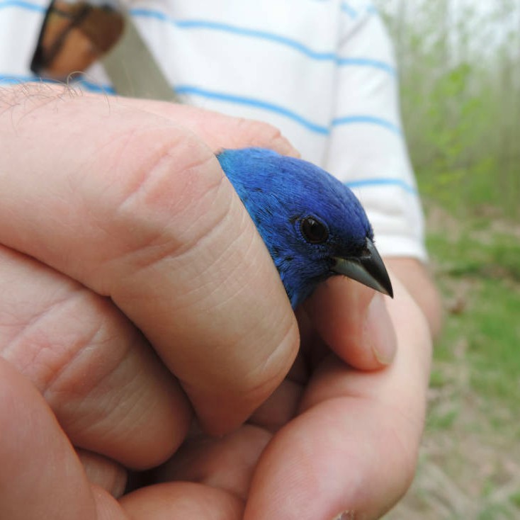 Blue indigo bunting held in hands