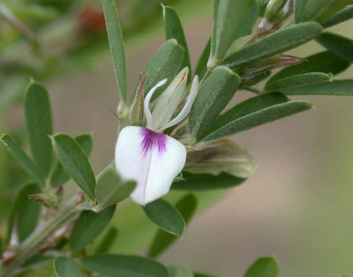 Sericea Lespedeza