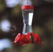 Hummingbirds at feeder