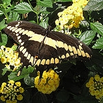 Giant swallowtail on flower