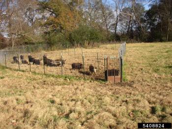Feral hogs in corral trap