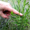 Native forb with evidence of wildlife foraging