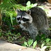 Raccoon by Randolph Femmer nbii