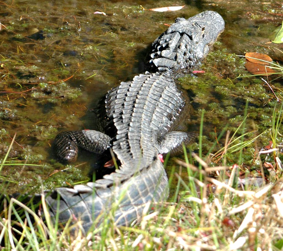 American alligator in water