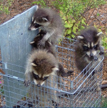 Three young raccoons escaping a trap
