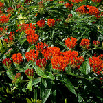 Butterflyweed