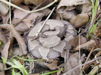 Copperhead- Tan with darker brown hourglass shaped bands. Bands sometimes thinly bordered with white. Belly mostly patternless but sometimes with lower spots between bands extending to belly.