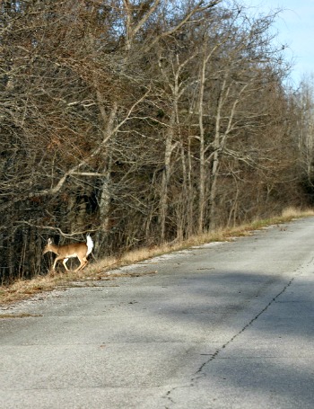 Deer on shoulder of roadway after crossing