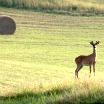 Whitetail deer in hayfield