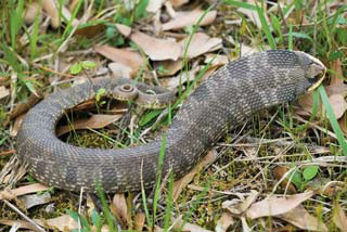 Eastern Hognose Snake