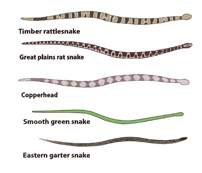 Figure 3 color patterns of venomous and nonvenomous snakes. The timber rattlesnake has solid and broken stripes. The great plains rat snake has a blotchy pattern. the copperhead has a blotchy hourglass pattern. The smooth green snake is mostly solid green. The eastern garter snake has a vertical strip going down it's back and is much smaller than venomous snakes