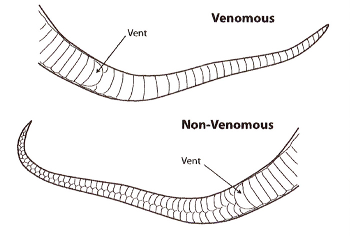 Figure 5 tail characteristics of venomous and nonvenomous