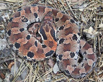 Juvenile easter hognose (Heterodon platirhinos)