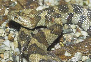Nonvenomous water snake - midland water snake. 