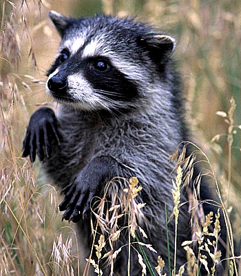 Raccoon juvenile