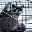 Raccoon in trap image by Mary Hightower, CES