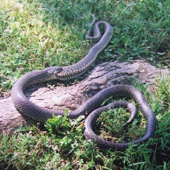 Speckled kingsnake