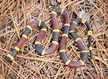 Texas Coralsnake