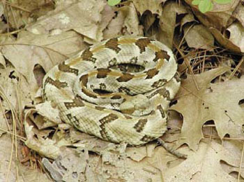 Timber Rattlesnake - Grayish, yellowish or light brown background with dark, jagged crossbands and rust-colored mid-dorsal stripe. 