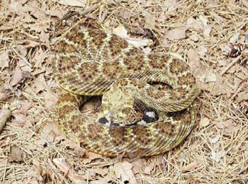Western Diamondback Rattlesnake - Mottled brown, tan and black with large, roughly diamond-shaped middorsal blotches.