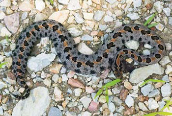 Western Pigmy Rattlesnake