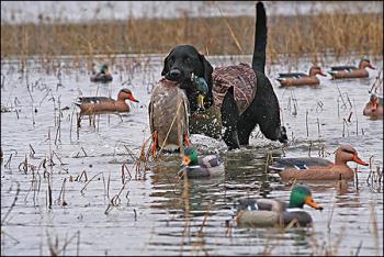 Black labrador retriever with a mallard duck in mouth