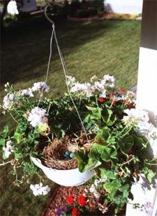 flower basket with blue bird eggs inside