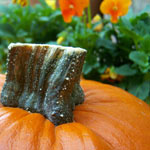 Pumpkins Pansies and Parsnips for Fall 