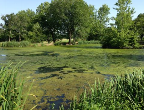 Filamentous algae on a pond. Filamentous algae on a pond.