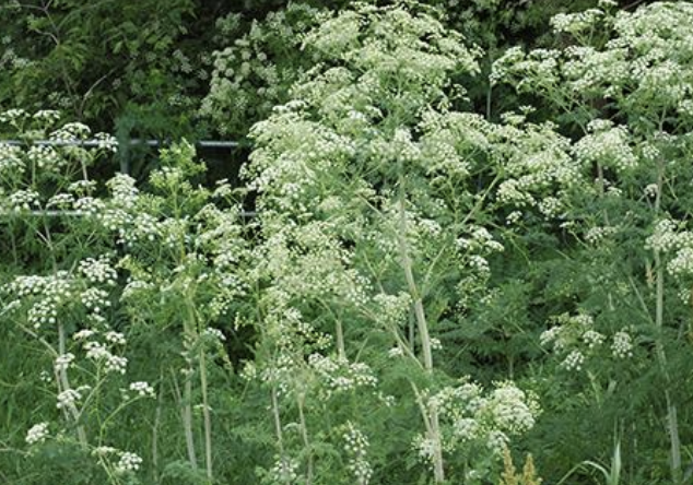 Hemlock Hemlock
