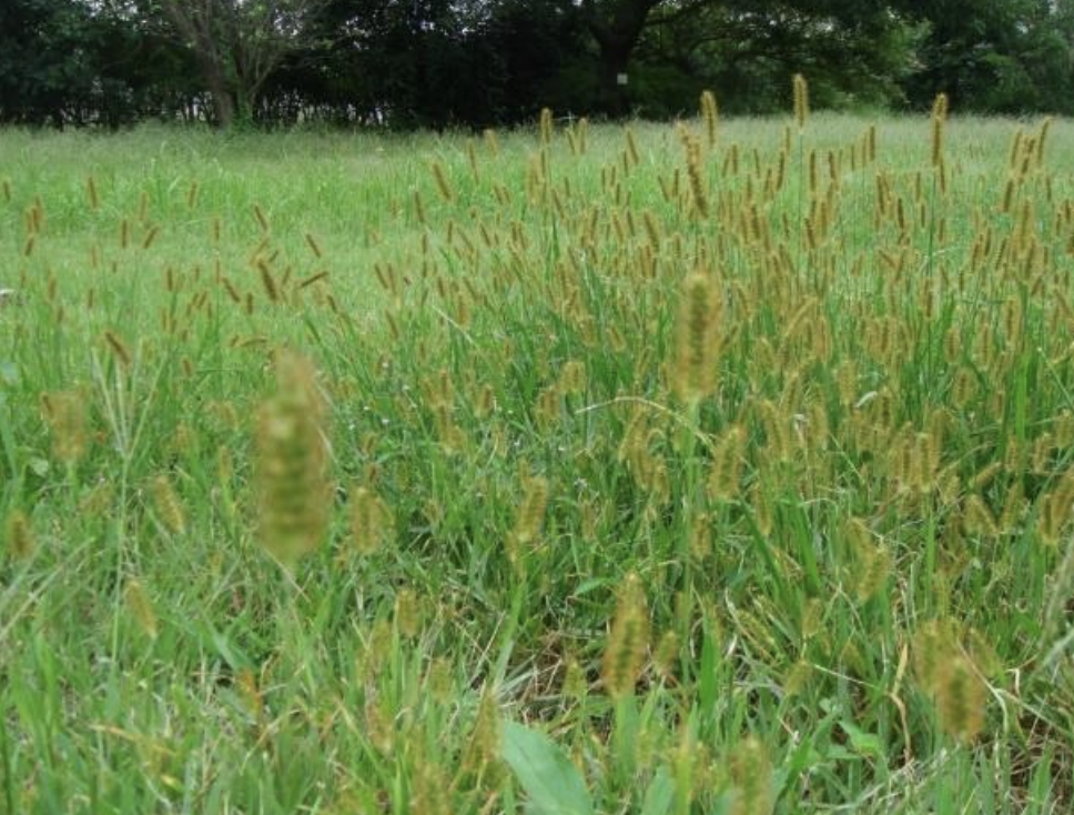 Knotroot Foxtail Knotroot Foxtail
