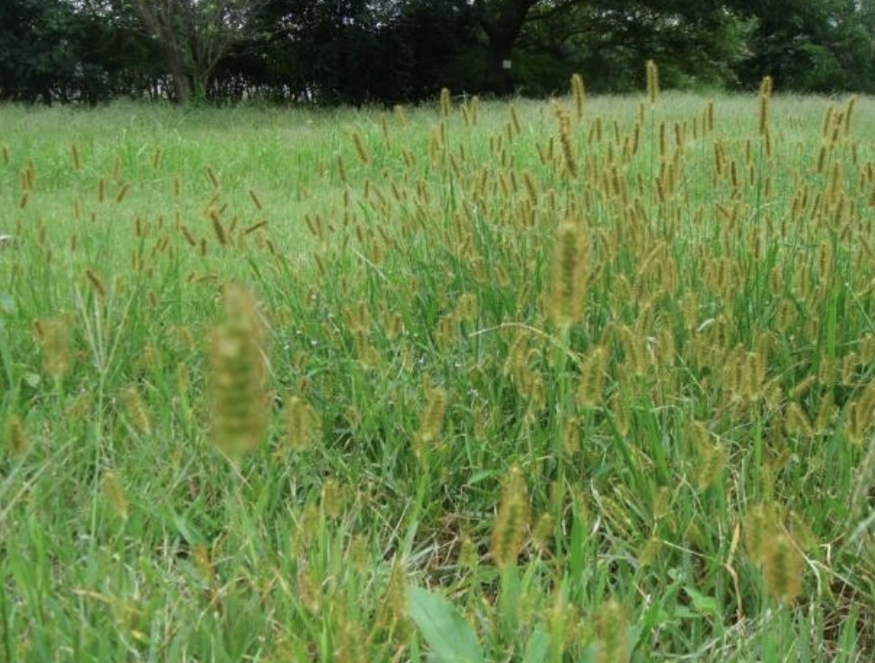 Knotroot Foxtail