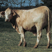 A thin tan cow stands in a pasture. It is looking at the photographer.