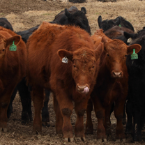 Small herd of brown cattle with green ear tags in a pen