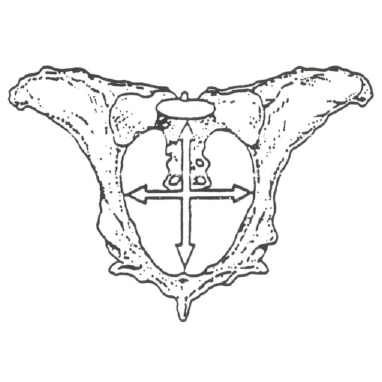 Drawing of a cow pelvis 