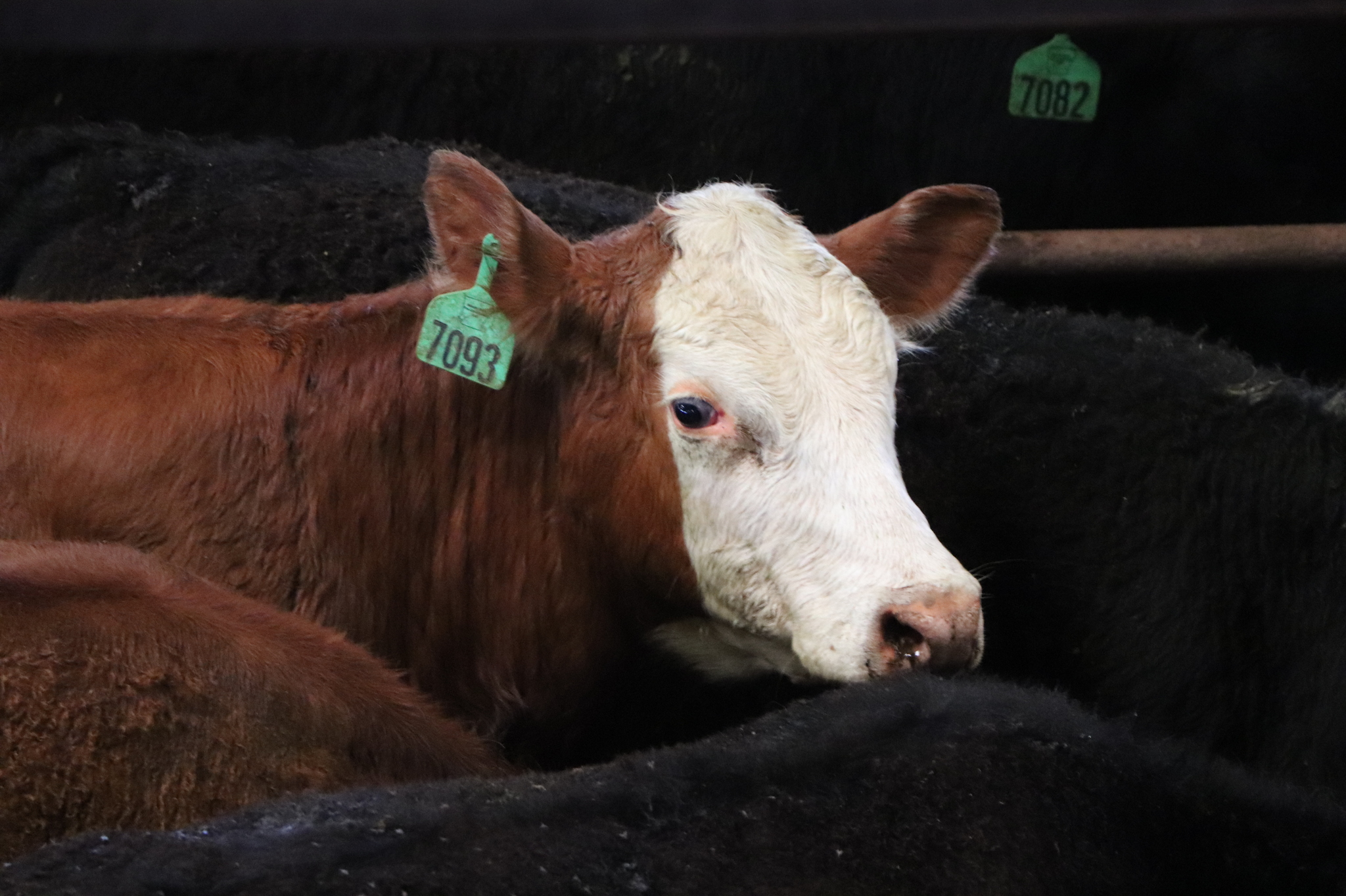 Preconditioned calf with GoGREEN ear tag