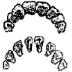 Cattle Teeth Diagram 
