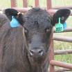 Black cow with two blue ear tags looks at the camera 