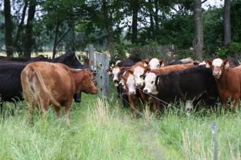 Cattle standing facing each other across a fence