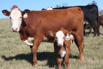 Arkansas Beef Cattle Reproduction