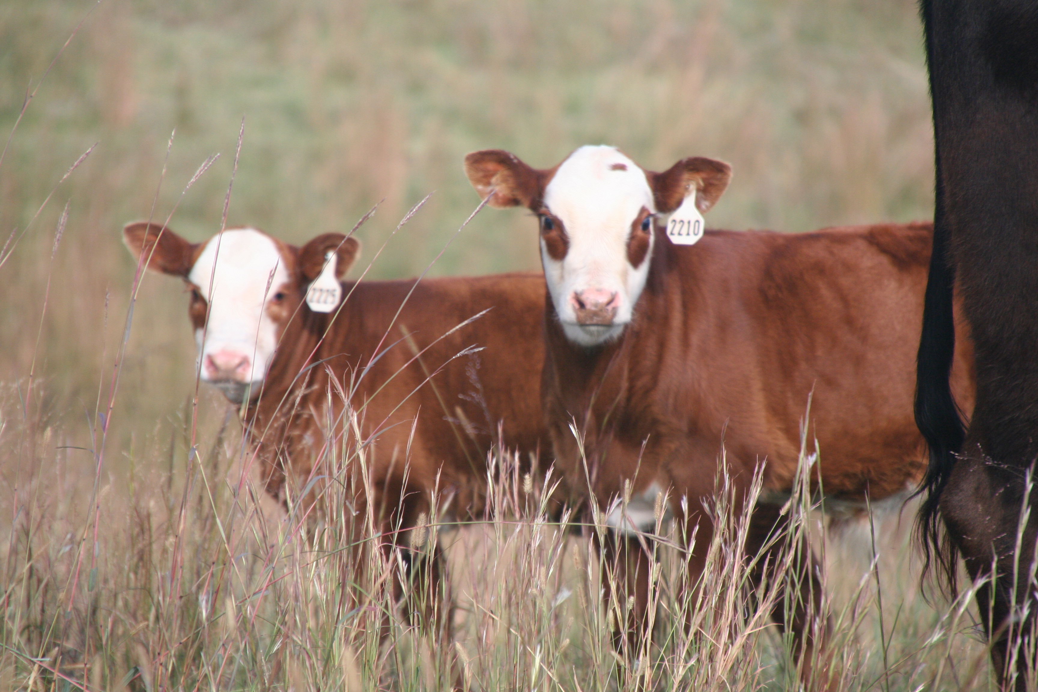 Two Calves