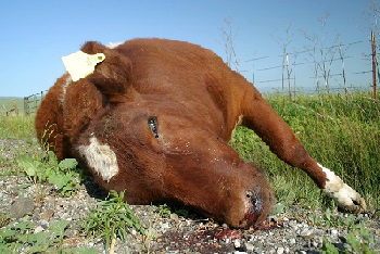 Cow dead from nitrate poisoning 