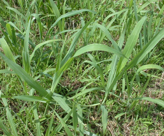 Johnsongrass in a field