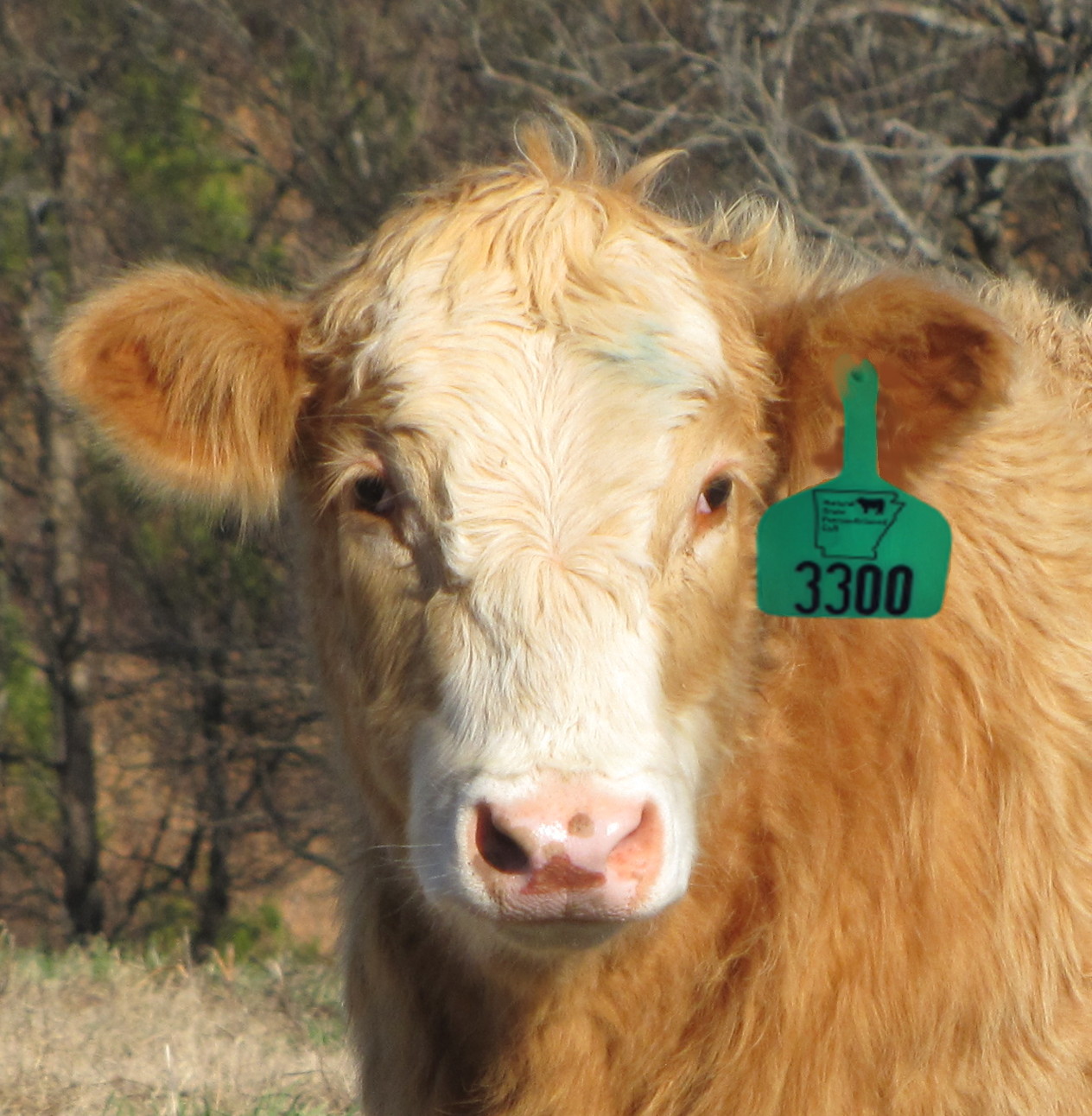 Image of calf with green ear tag