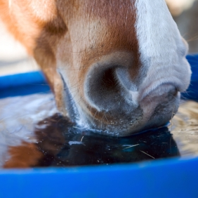 nose of a horse close up