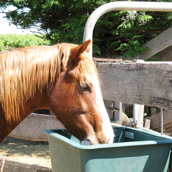 horse eating out of a bin