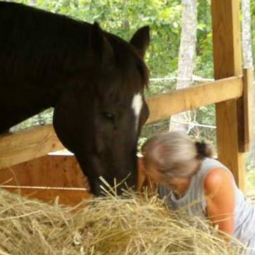 black horse eating hay