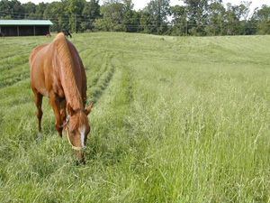 Horse Grazing in a Pasture